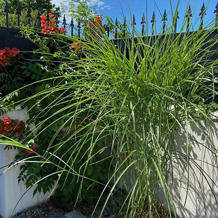 Particulier - Les Du Bassin D'arcachon- Petit-déjeuner Sur Demande- Prestations De Gamme